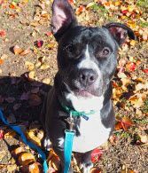 Enlarge Junior, a Adopted mixed breed in Indianapolis, IN image 2/3