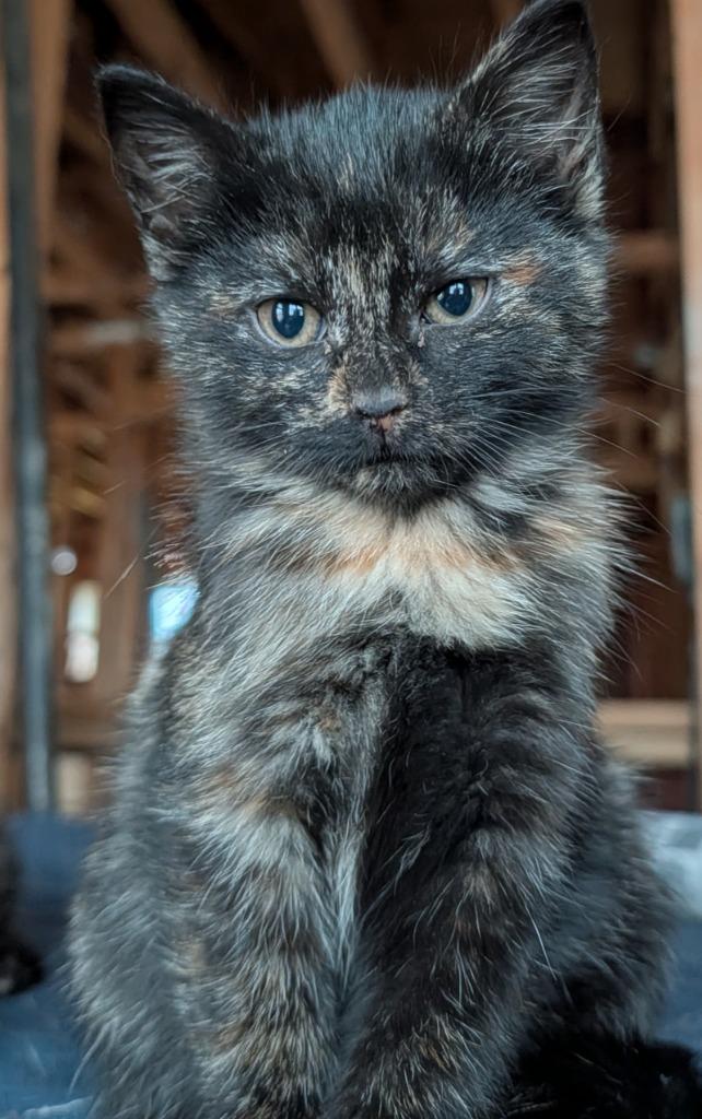 Enlarge Tiffany, a Adoptable mixed breed in Shelbyville, TN image 1/1