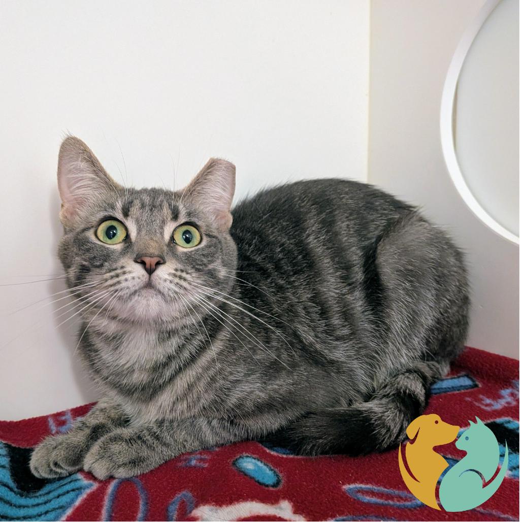 Enlarge Slim, a Adoptable Domestic Short Hair in Toledo, OH image 1/1