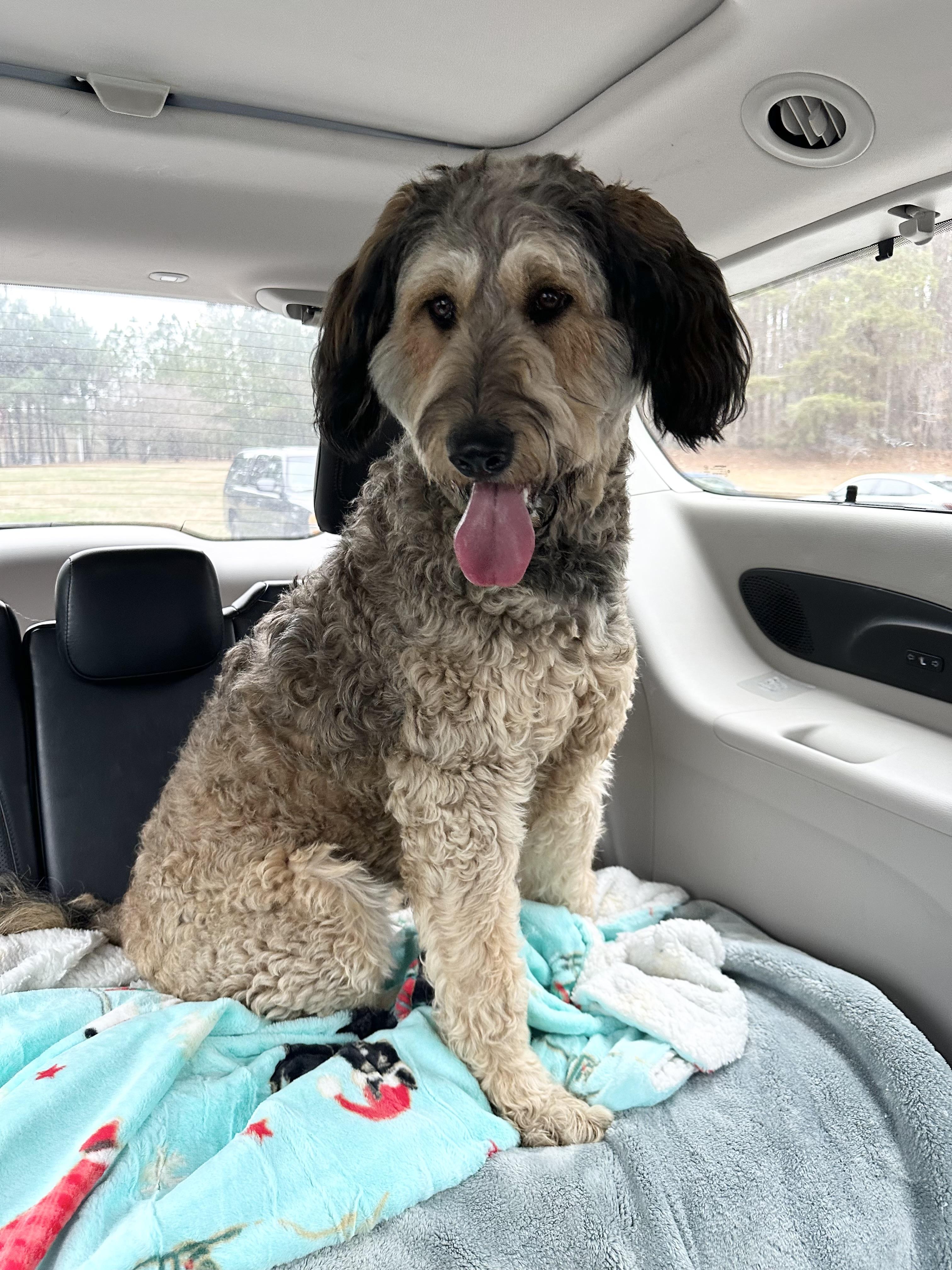 Mabel, an adopted mixed breed in Maiden, NC image 2/4