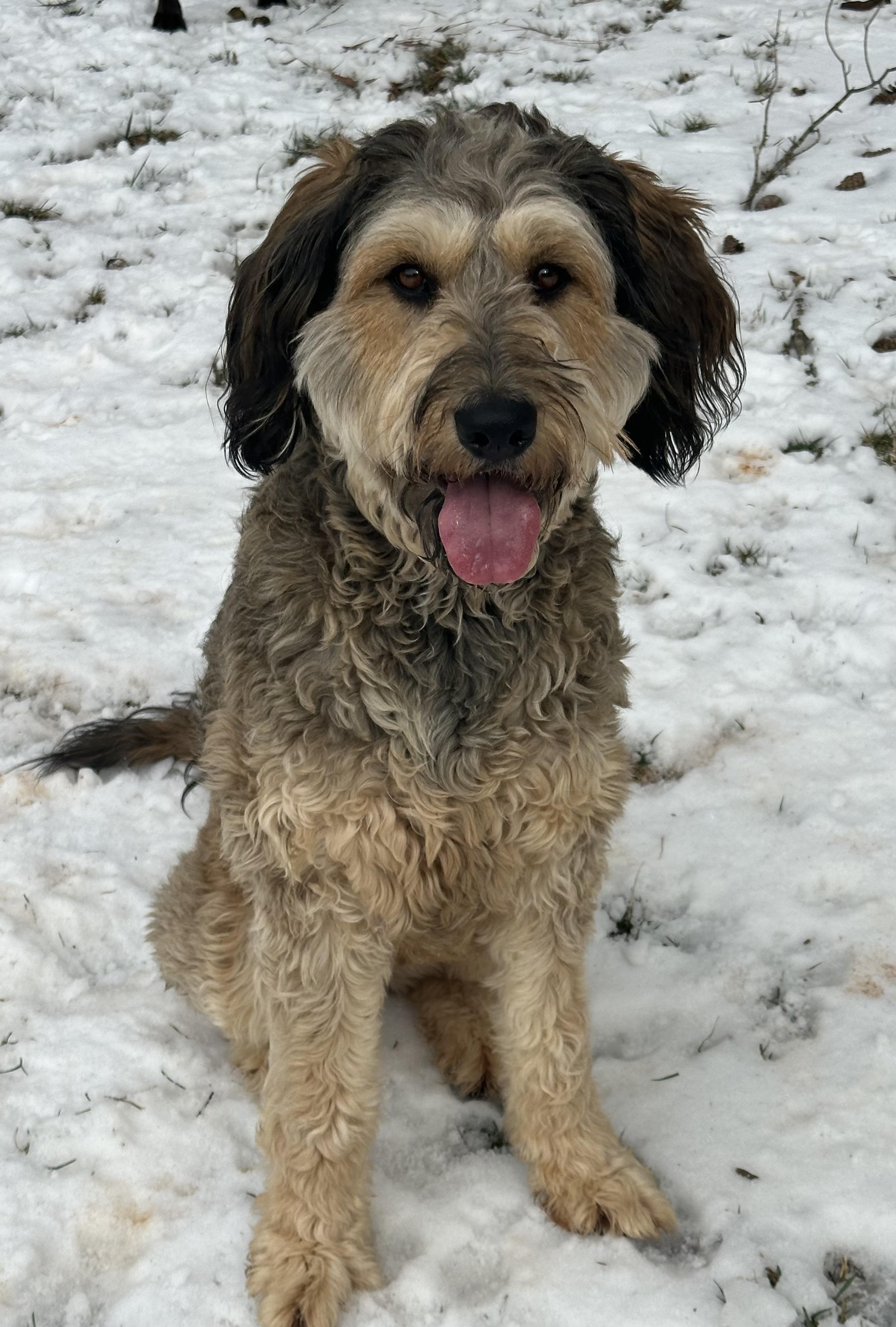 Mabel, an adopted mixed breed in Maiden, NC image 4/4