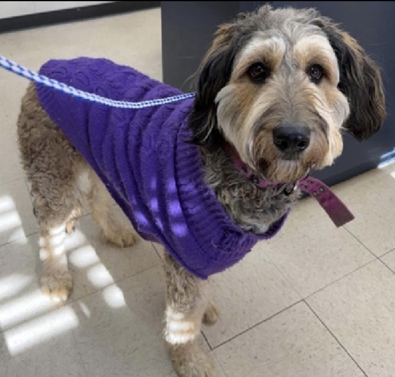 Mabel, an adopted mixed breed in Maiden, NC image 3/4