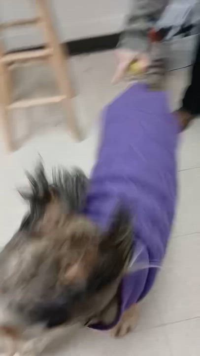 Enlarge Mabel, an adopted mixed breed in Maiden, NC video 1/4