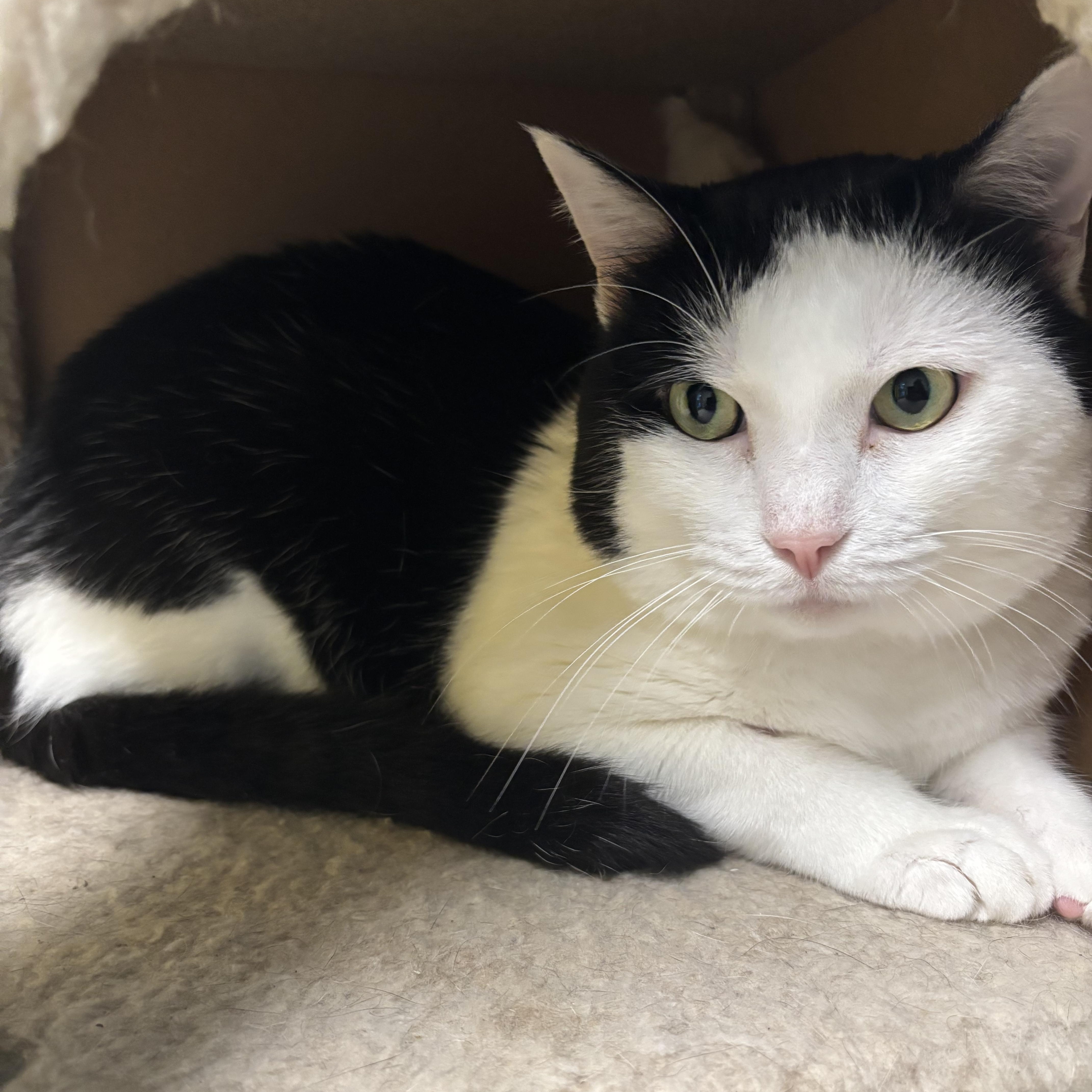 Enlarge Milo, a ADOPTABLE mixed breed in Gladstone, MO image 1/1
