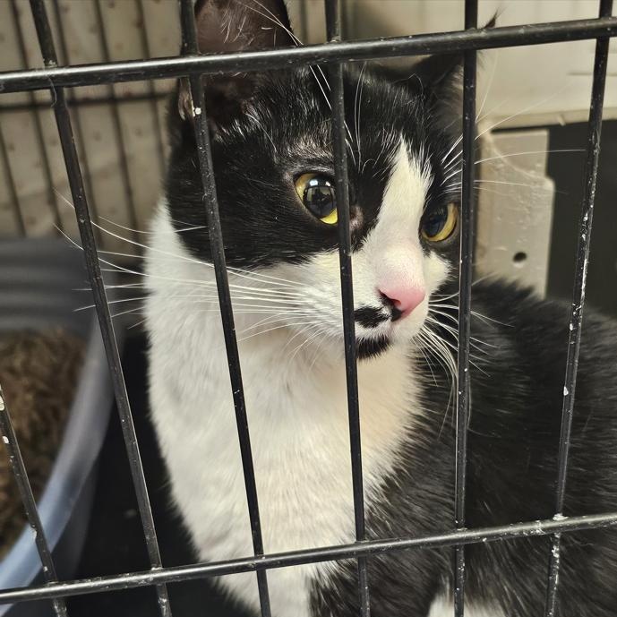 Enlarge Mama, an adopted Domestic Short Hair in Yucca Valley, CA image 1/1