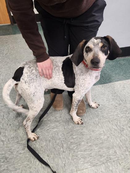 Enlarge Gus, a Adoptable mixed breed in Shawano, WI image 1/4