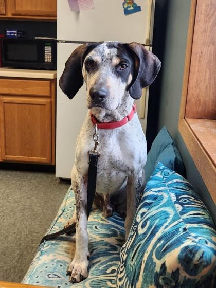 Gus, a Adoptable mixed breed in Shawano, WI image 2/2