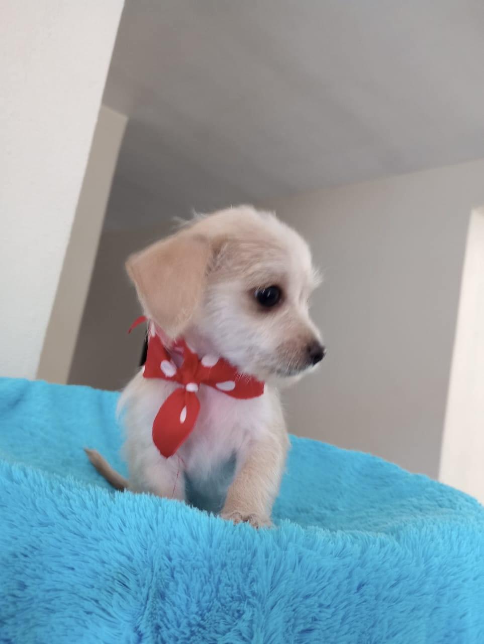 HERMES, Baby Male unknown