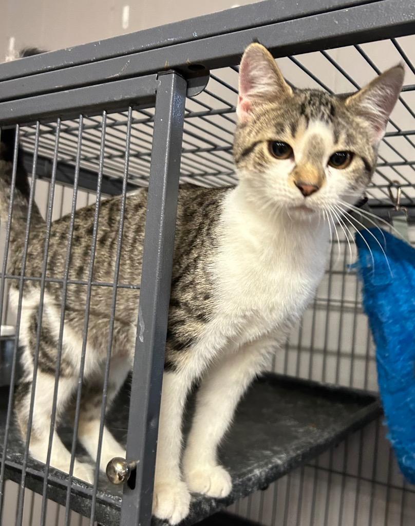 Vexa, Adoptable, Kitten Female Domestic Short Hair.