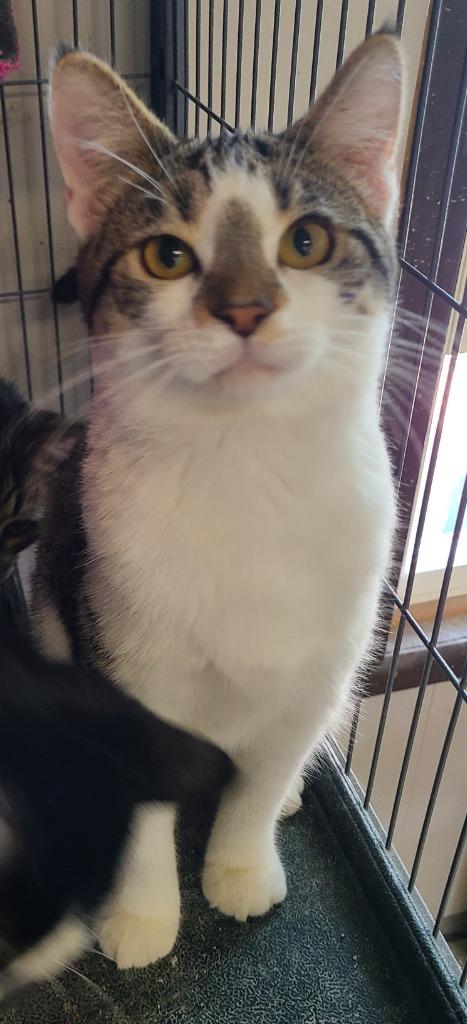 Enlarge Vexa, a Adoptable mixed breed in Portland, IN image 3/3
