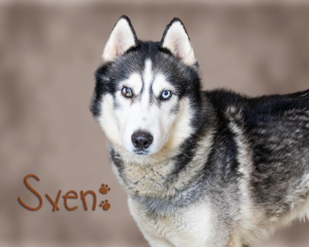 Sven, ADOPTABLE, Young Male Husky.
