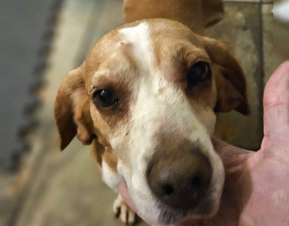 Enlarge Penny, a Adopted Mixed Breed in Durham, NC image 1/2