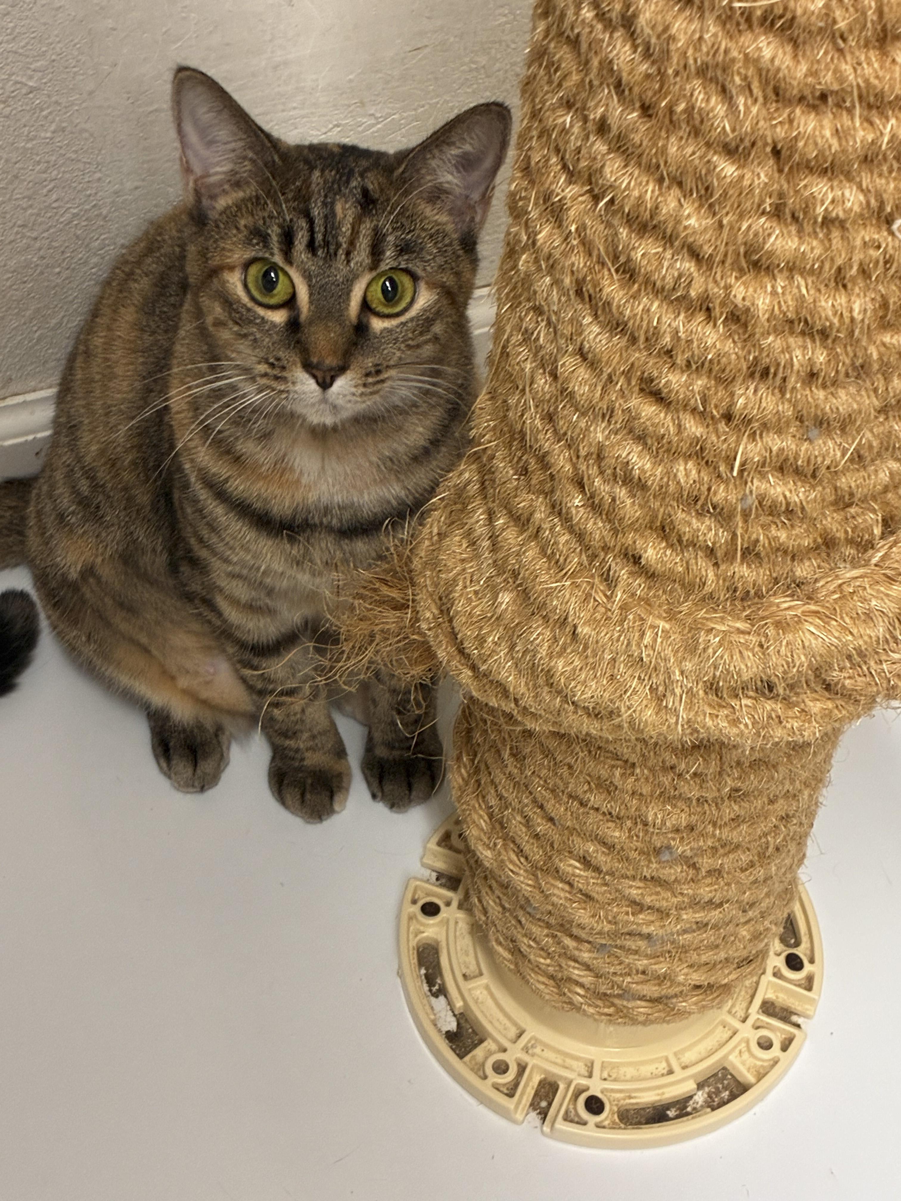 Enlarge C.C., a Adoptable Domestic Short Hair in Ruskin, FL image 1/1