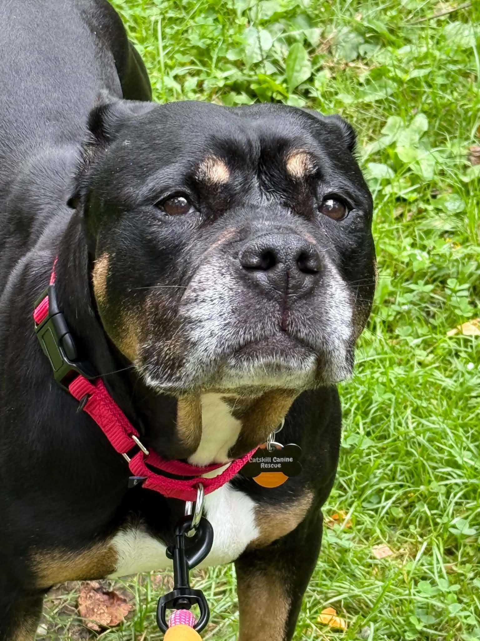 Cookie, Adoptable, Senior Female Rottweiler.
