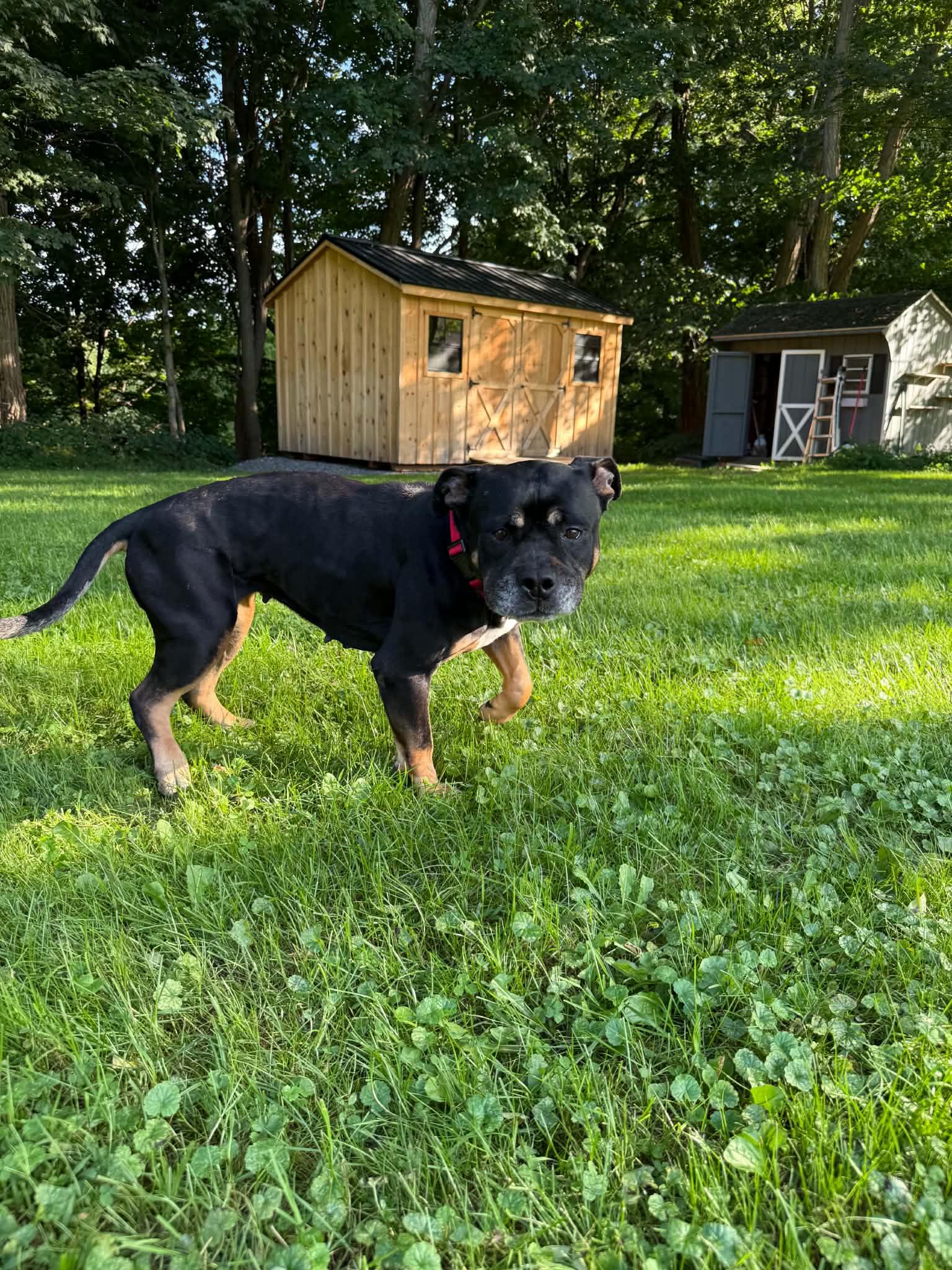 Enlarge Cookie, a Adoptable mixed breed in Athens, NY image 6/6