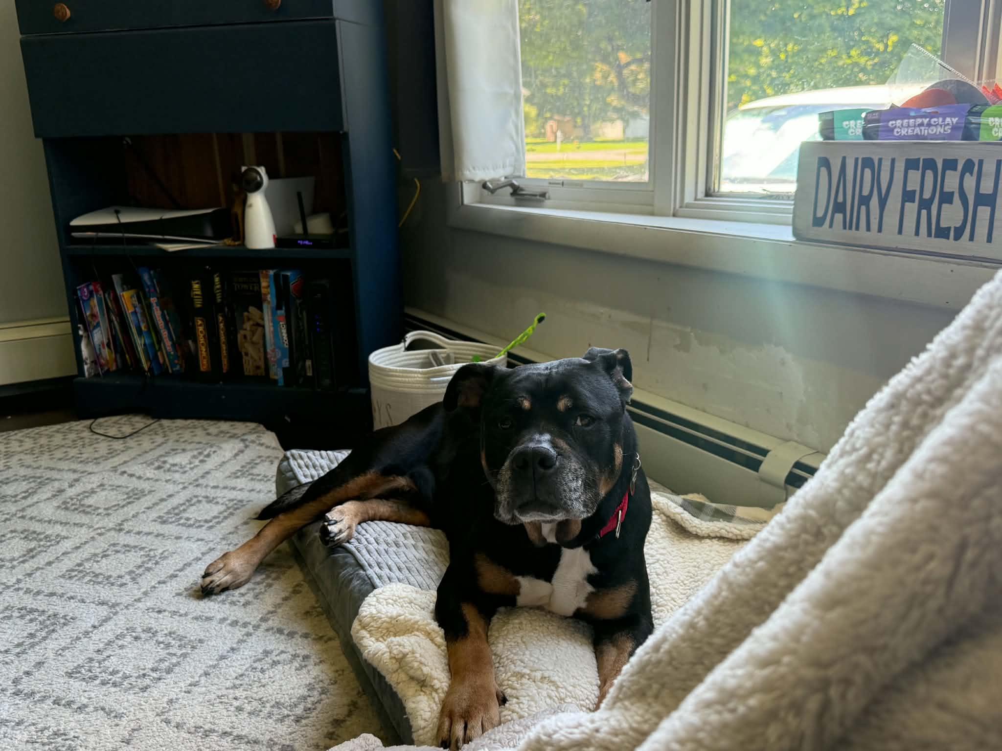 Enlarge Cookie, a Adoptable mixed breed in Athens, NY image 5/6