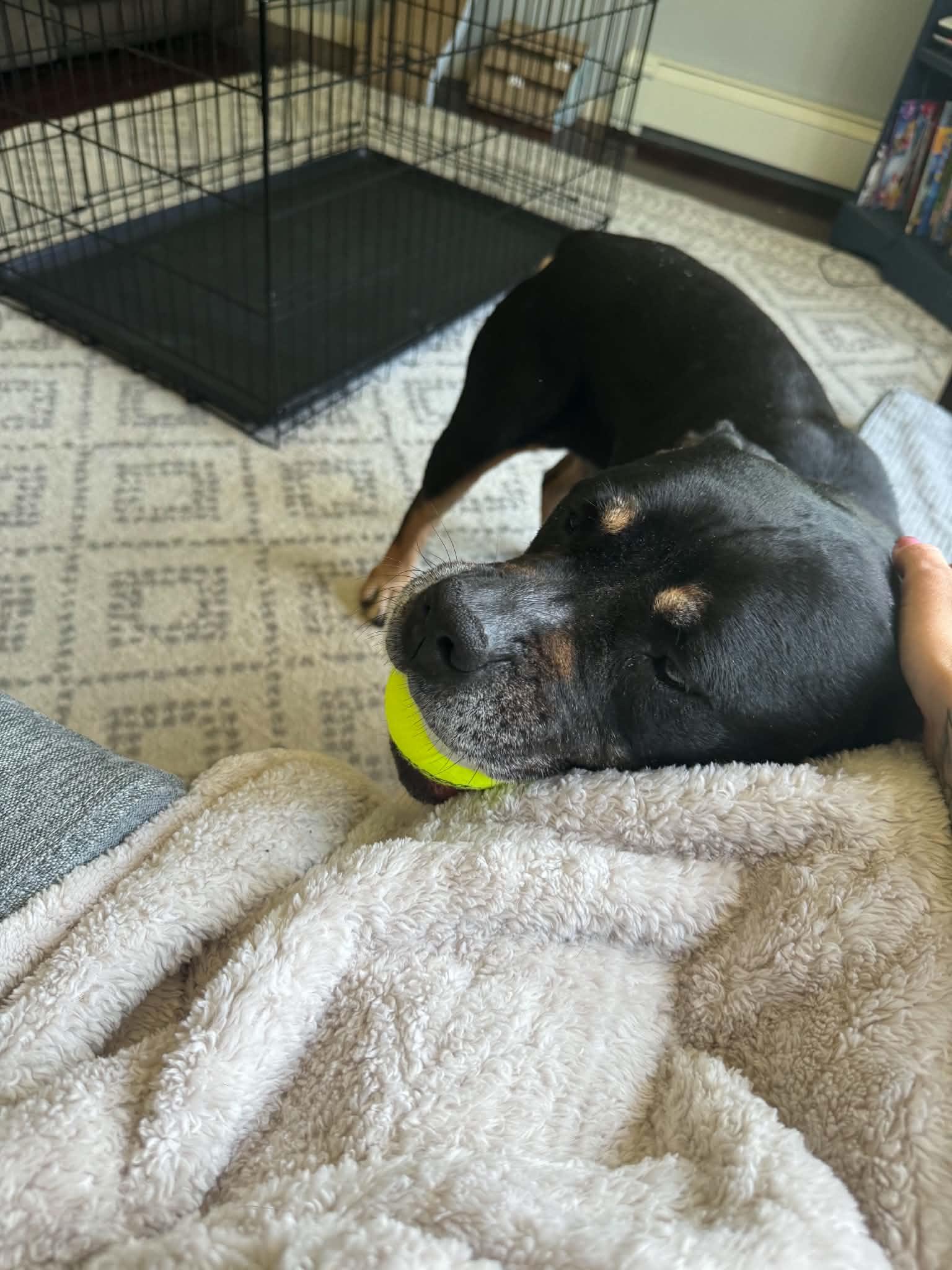 Enlarge Cookie, a Adoptable mixed breed in Athens, NY image 3/6