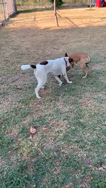 Enlarge Chiquita, a Adoptable mixed breed in nanaimo, BC video 3/4