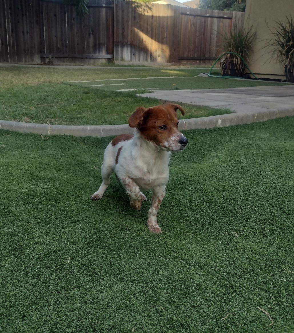 Enlarge Gus, a ADOPTABLE mixed breed in Penryn, CA image 3/5