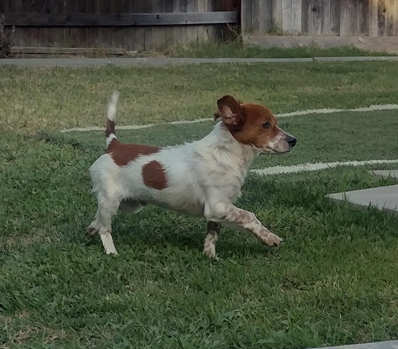 Enlarge Gus, a ADOPTABLE mixed breed in Penryn, CA image 2/5