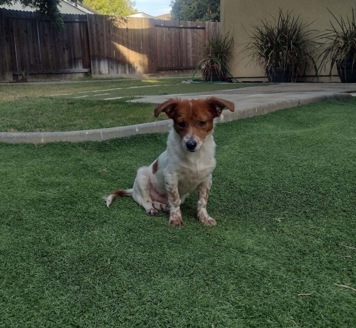 Gus, ADOPTABLE, Young Male Chiweenie.