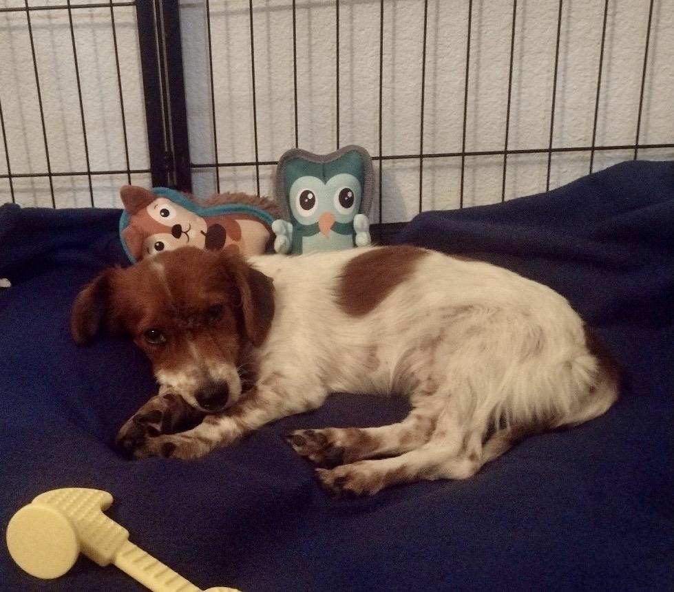Enlarge Gus, a ADOPTABLE mixed breed in Penryn, CA image 5/5