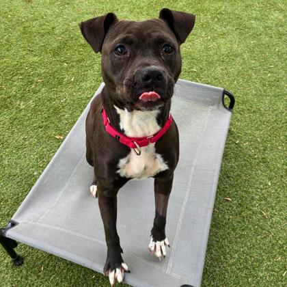 Enlarge Kita, a Adoptable mixed breed in Gastonia, NC image 1/3