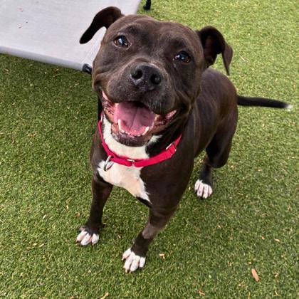 Enlarge Kita, a Adoptable mixed breed in Gastonia, NC image 2/3