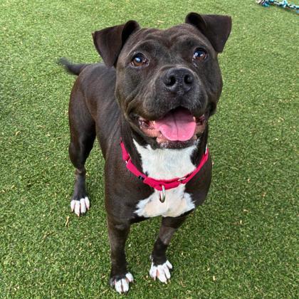 Enlarge Kita, a Adoptable mixed breed in Gastonia, NC image 3/3