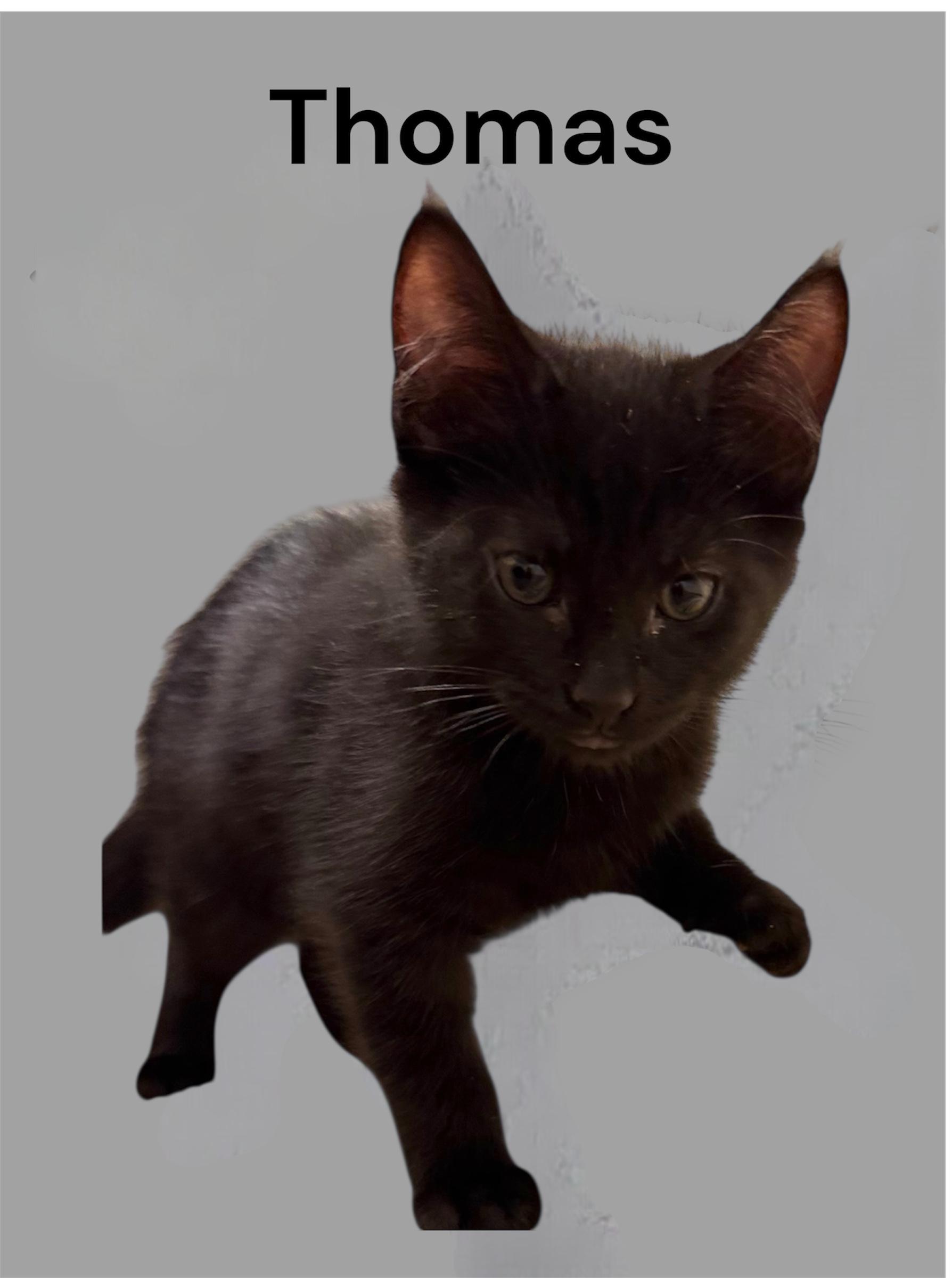 Enlarge Thomas, a ADOPTABLE Domestic Short Hair in Auburn, CA image 1/1