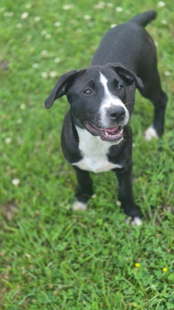 Carolina, Adoptable, Puppy Female Mixed Breed.
