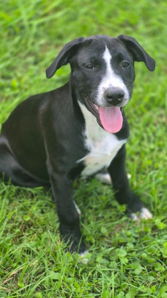 Enlarge Carolina, a Adoptable mixed breed in Fond Du Lac, WI image 2/4