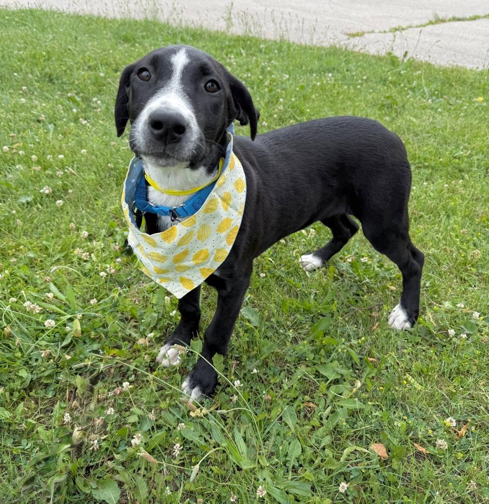 Carolina, Adoptable, Puppy Female Mixed Breed.