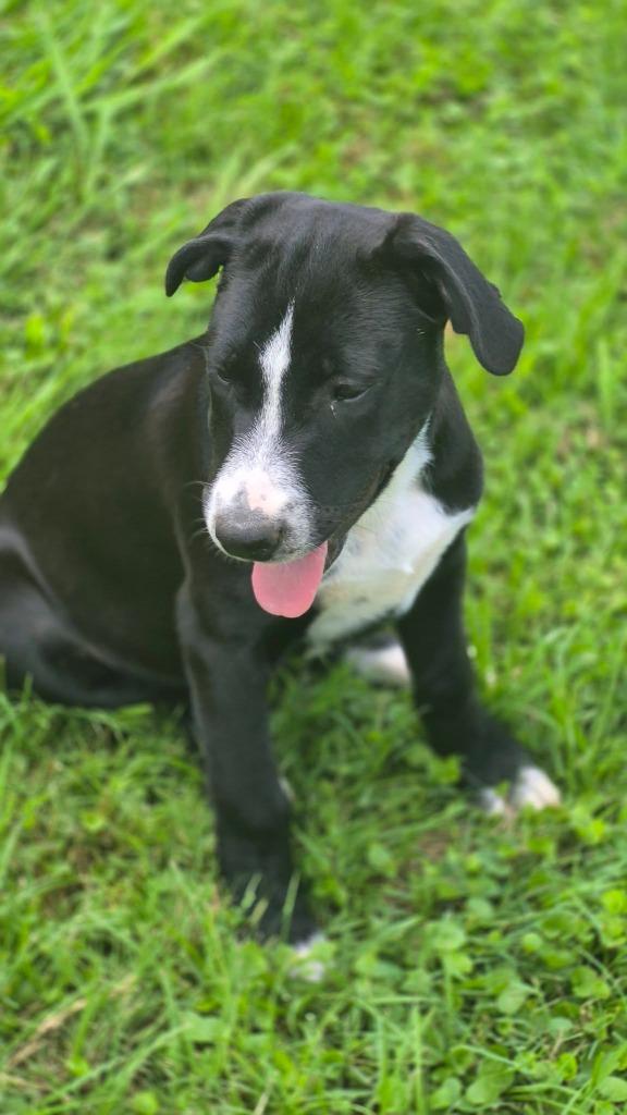 Enlarge Carolina, a Adoptable mixed breed in Fond Du Lac, WI image 3/4