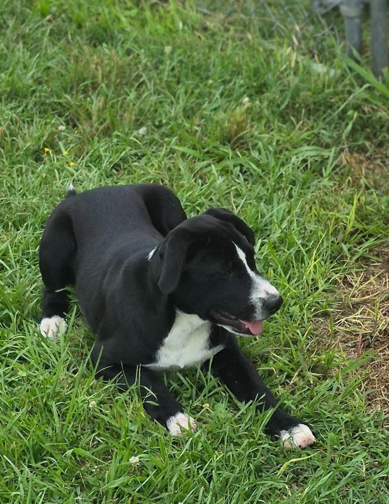 Enlarge Carolina, a Adoptable mixed breed in Fond Du Lac, WI image 4/4