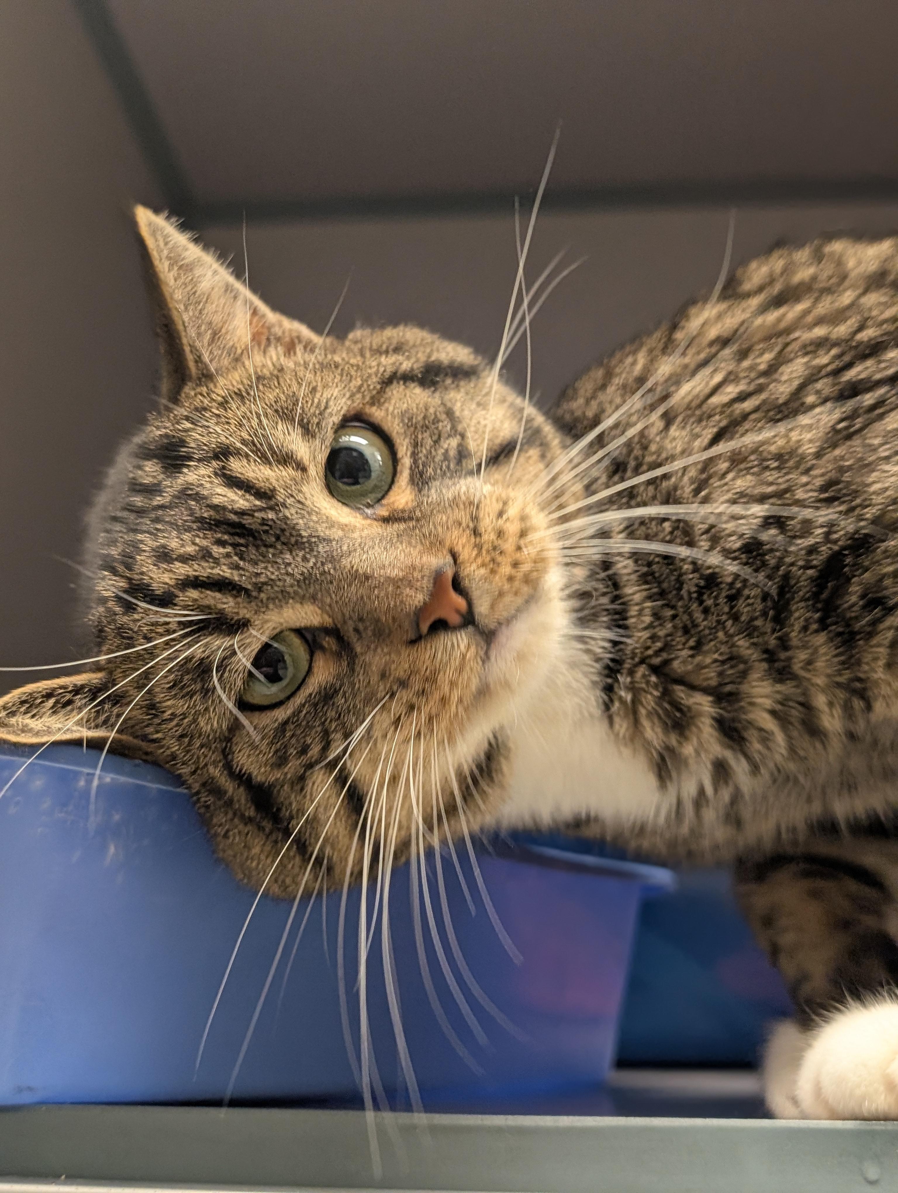 Enlarge Jiminy, an adopted mixed breed in Cedar Rapids, IA image 1/4