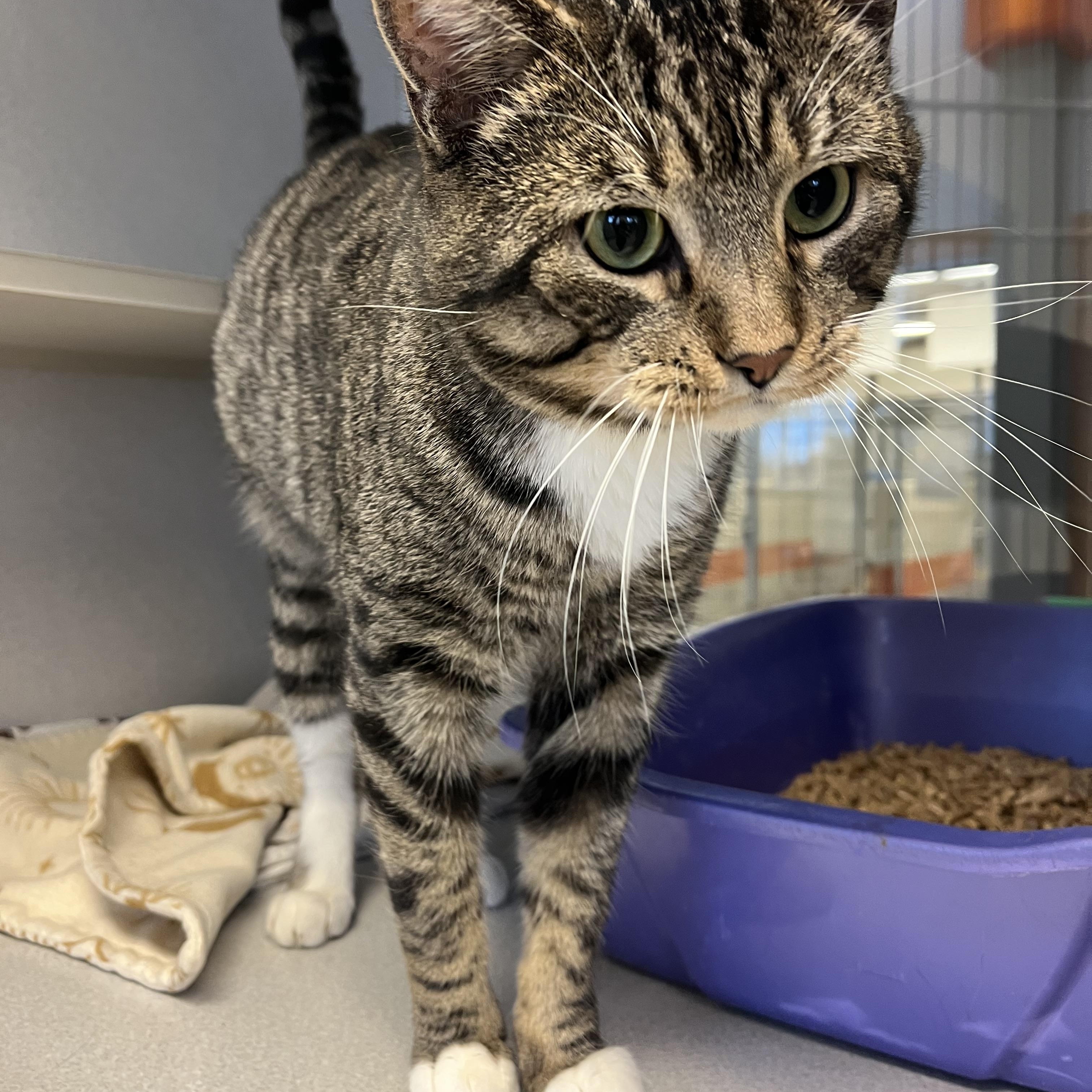 Enlarge Jiminy, an adopted mixed breed in Cedar Rapids, IA image 3/4