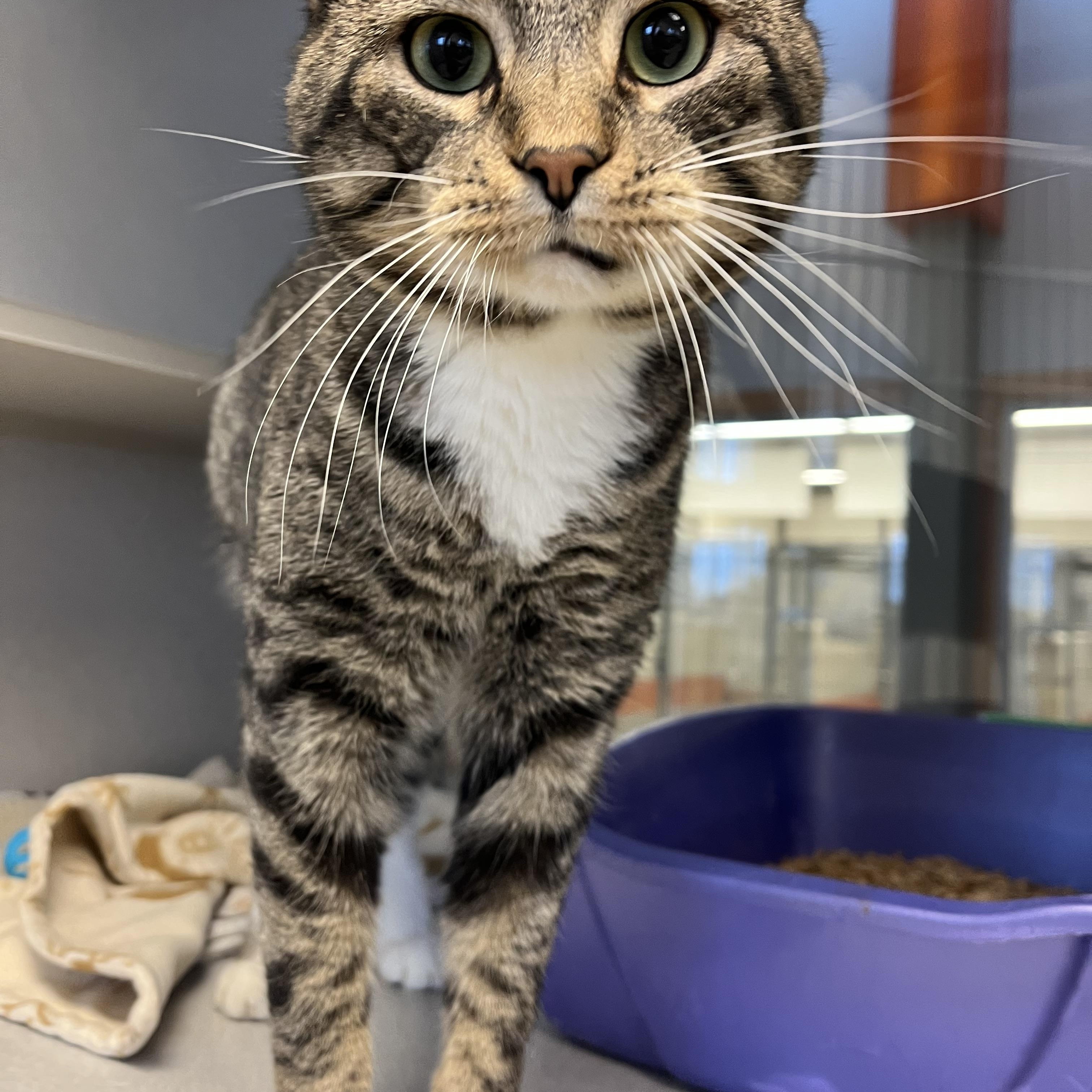 Enlarge Jiminy, an adopted mixed breed in Cedar Rapids, IA image 4/4