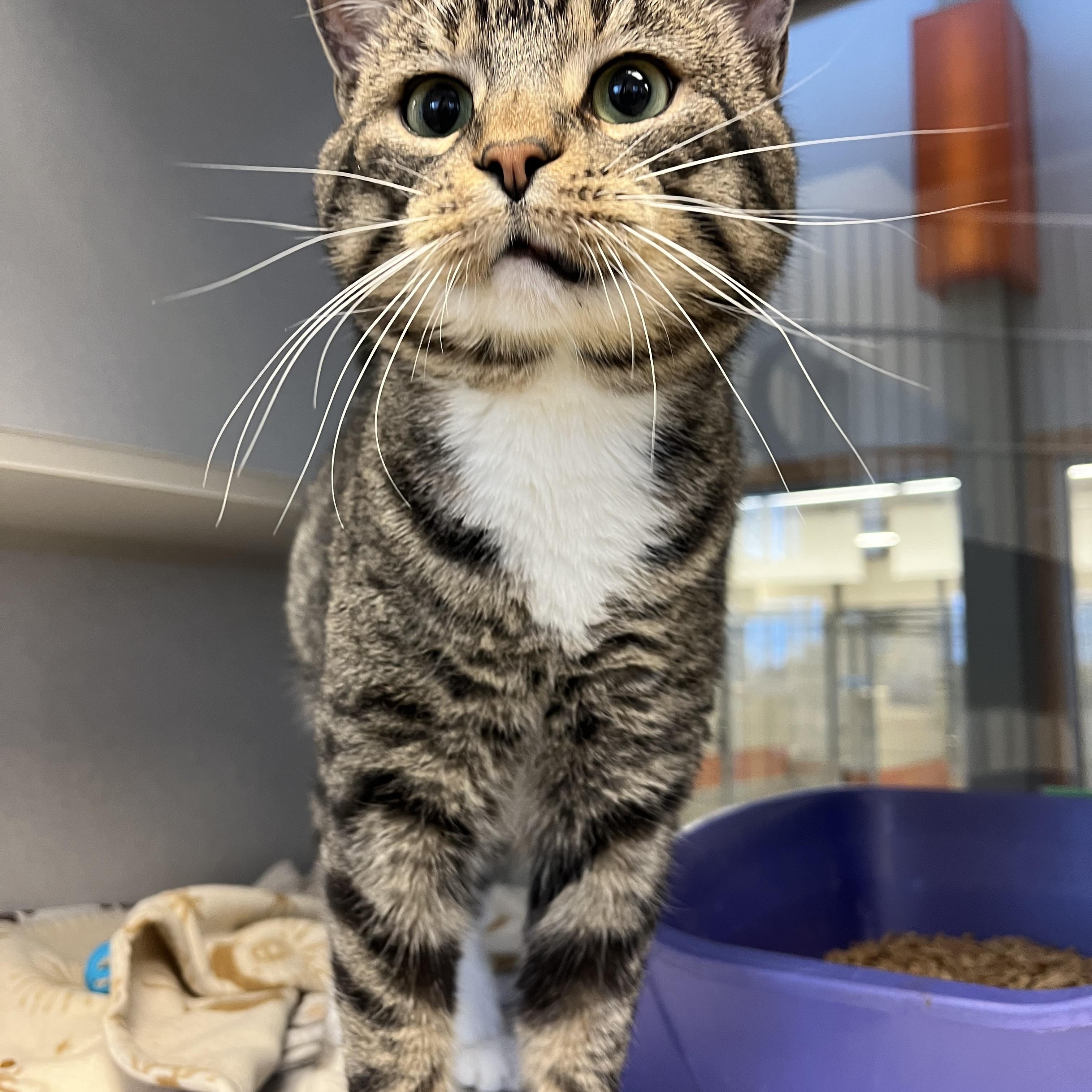 Jiminy, Adoptable, Adult Male Domestic Short Hair.