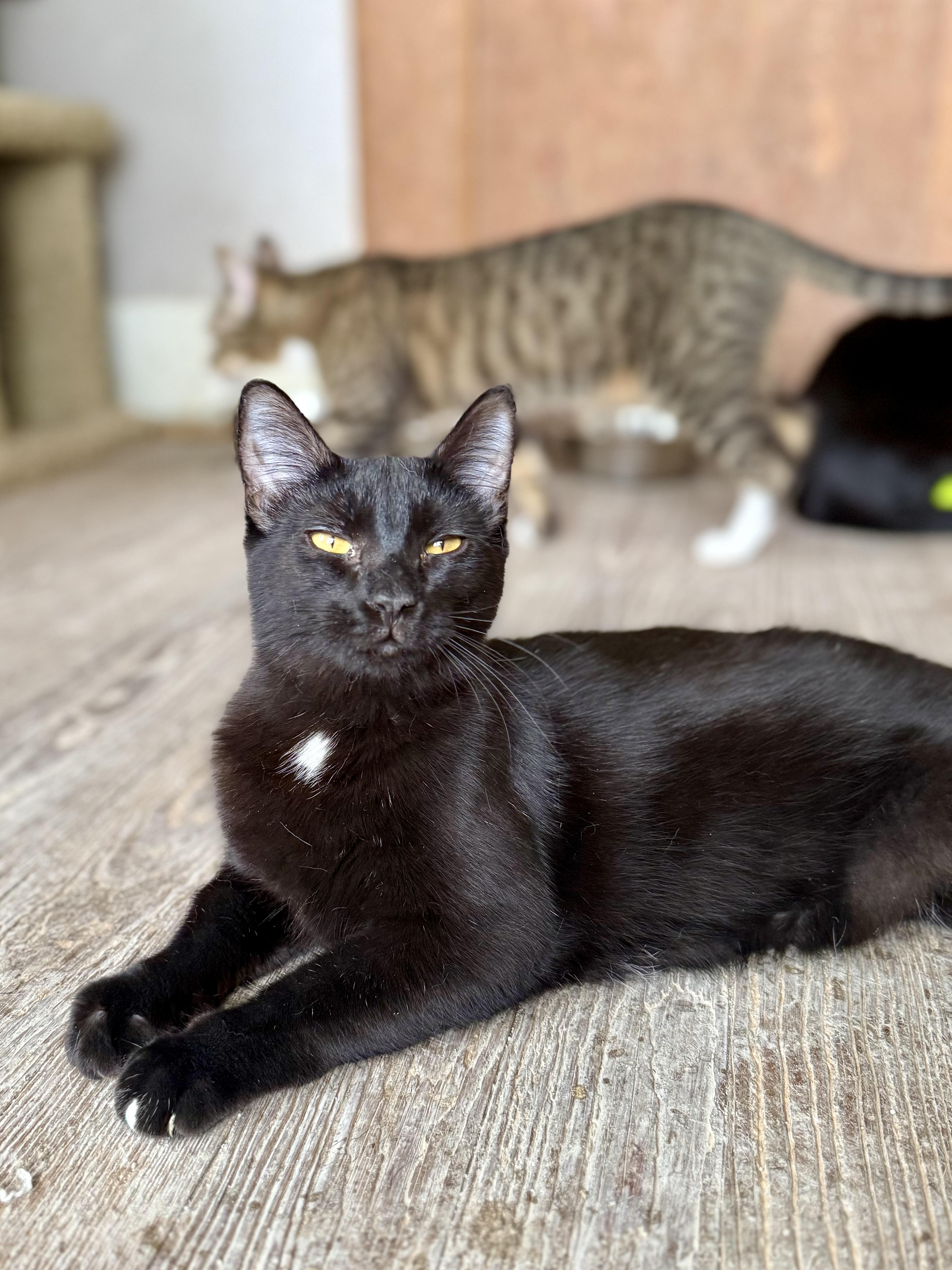 Enlarge Link, a ADOPTABLE Domestic Short Hair in Shreveport, LA image 1/1