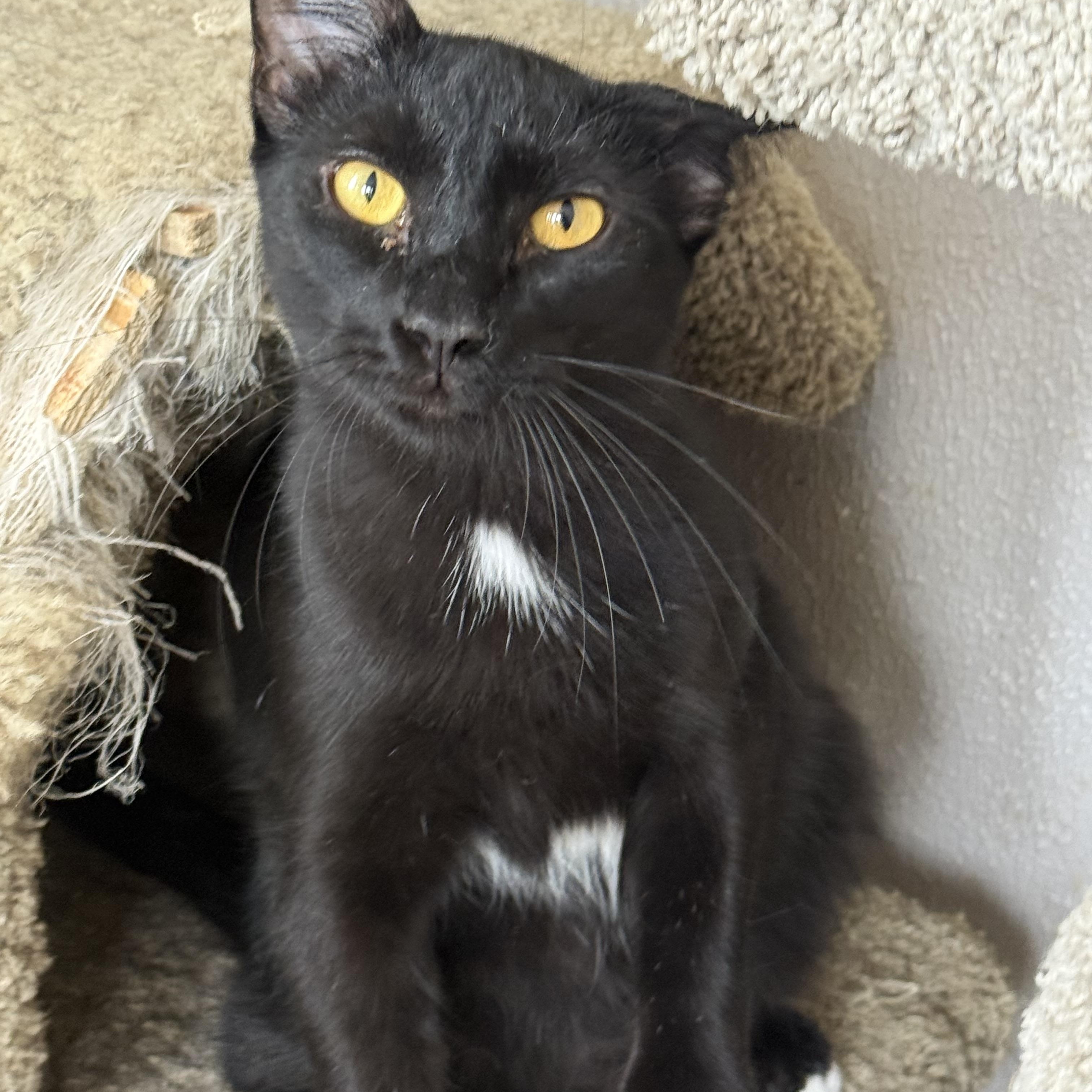 Enlarge Link, a ADOPTABLE Domestic Short Hair in Shreveport, LA image 1/2