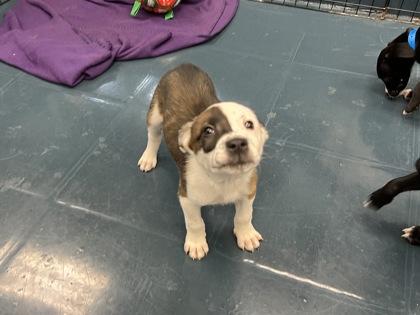 Enlarge TableSpoon, a Adoptable mixed breed in Phoenix, AZ image 1/2