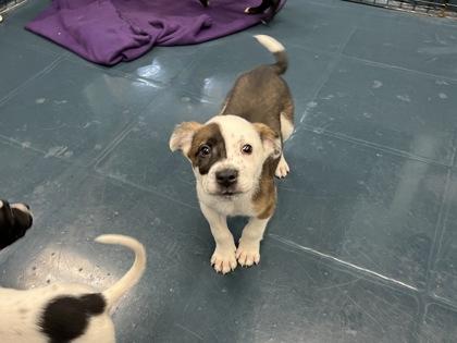 Enlarge TableSpoon, a Adoptable mixed breed in Phoenix, AZ image 2/2