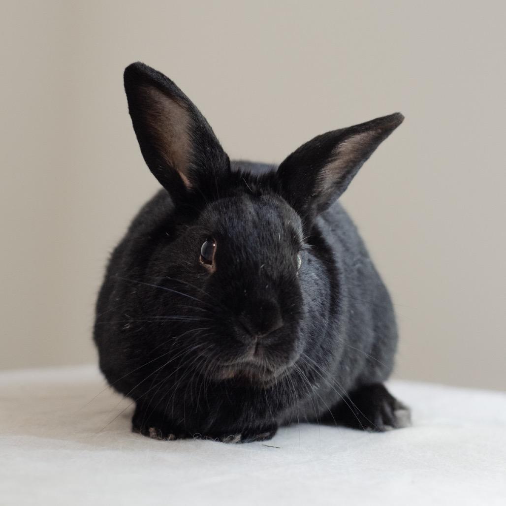 Barty, Adoptable, Adult Male American.