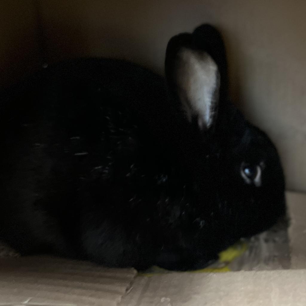 Enlarge Barty, a Adoptable American in Kennesaw, GA image 3/4