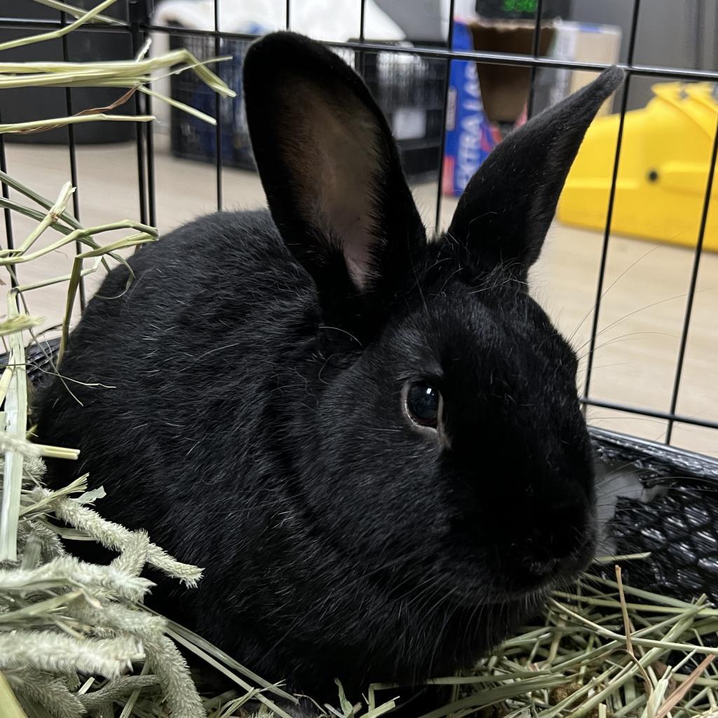 Enlarge Barty, a Adoptable American in Kennesaw, GA image 4/4