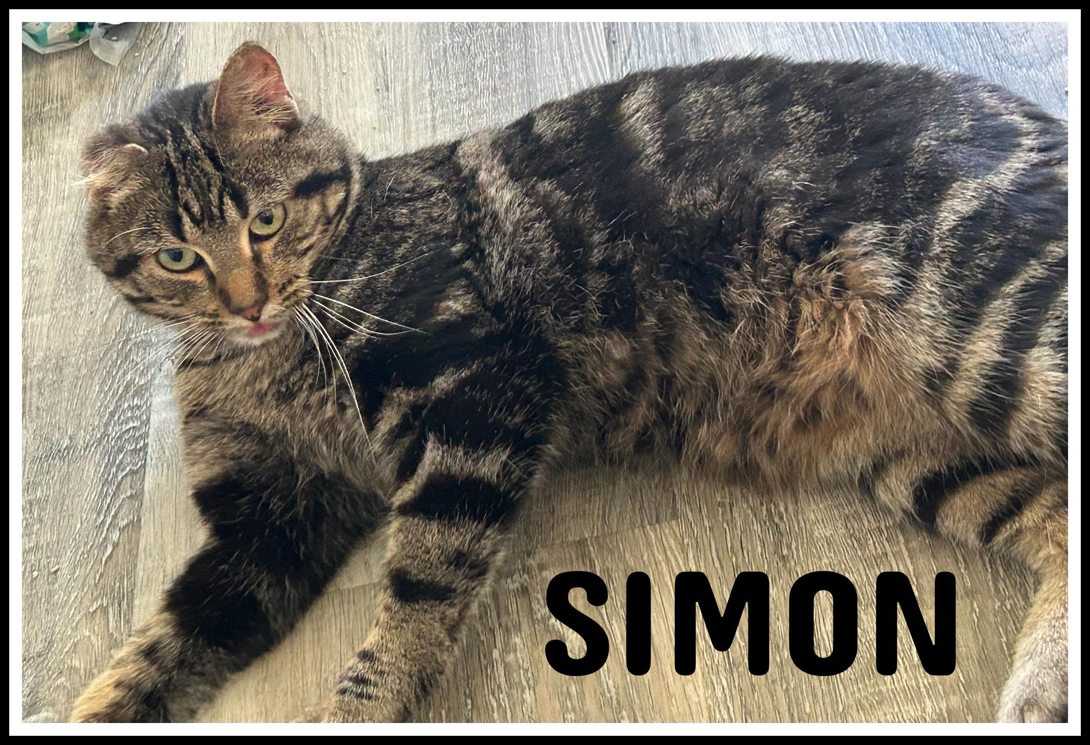 Simon, an adoptable Domestic Short Hair in Valley City, ND, 58072 | Photo Image 1