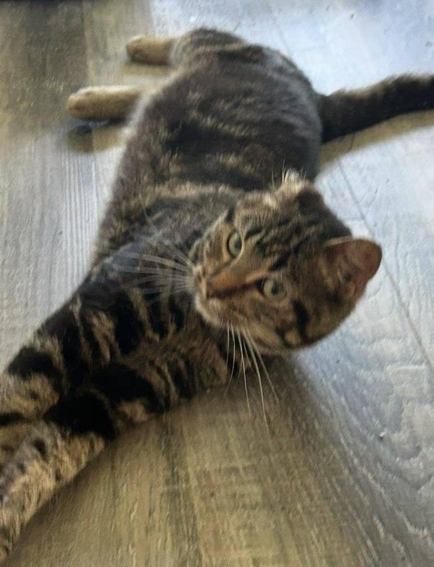 Simon, an adoptable Domestic Short Hair in Valley City, ND, 58072 | Photo Image 4