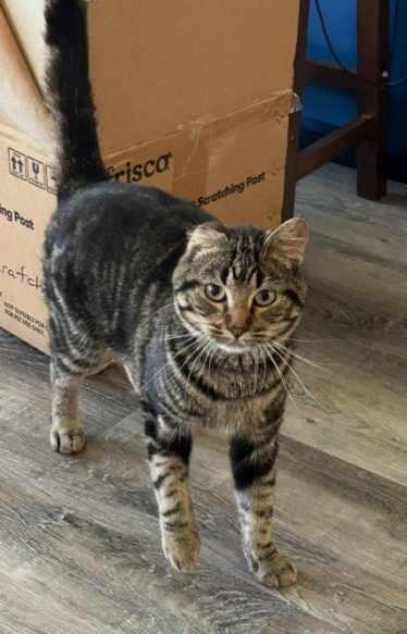 Simon, an adoptable Domestic Short Hair in Valley City, ND, 58072 | Photo Image 2