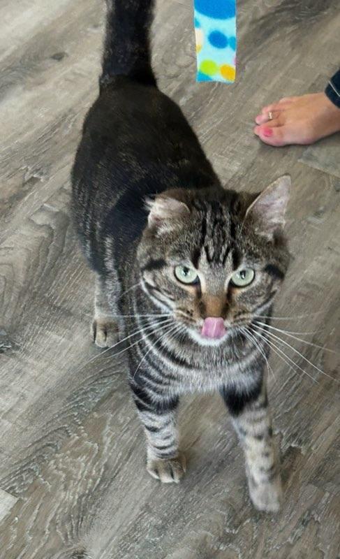 Simon, an adoptable Domestic Short Hair in Valley City, ND, 58072 | Photo Image 3